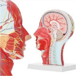 Model anatomiczny poprzecznego przekroju głowy człowieka w skali 1:1
