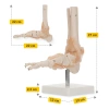 Model anatomiczny stawu skokowego z więzadłami w skali 1:1