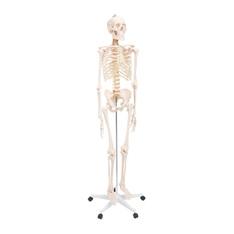 Szkielet człowieka 180 cm model anatomiczny