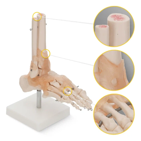 Model anatomiczny stawu skokowego z więzadłami w skali 1:1