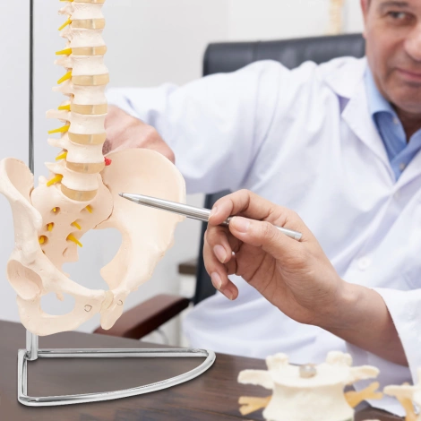 Kręgosłup człowieka z miednicą model anatomiczny