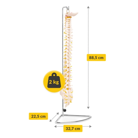 Kręgosłup człowieka model anatomiczny