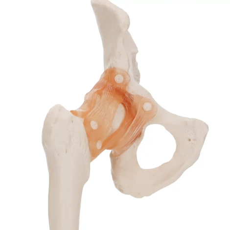 Model anatomiczny stawu biodrowego z więzadłami w skali 1:1
