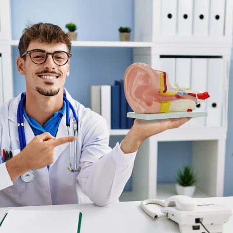 Model anatomiczny ucha w przekroju w skali 3:1