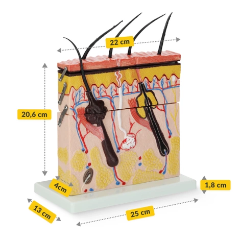 Model anatomiczny skóry człowieka w przekroju