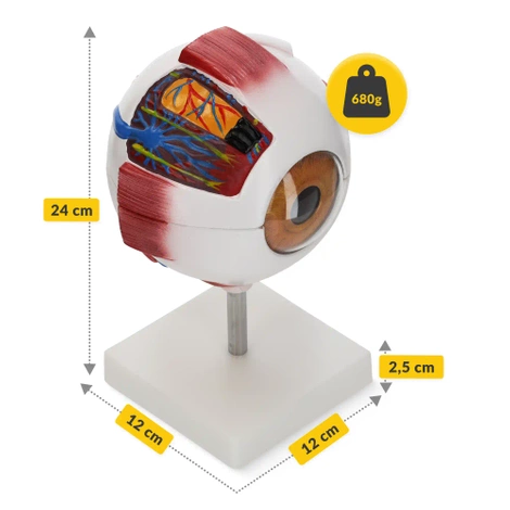 Model anatomiczny oka w powiększeniu 3D
