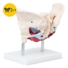 Miednica człowieka z mięśniami i narządami model anatomiczny