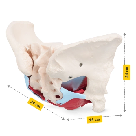 Miednica człowieka z mięśniami i narządami model anatomiczny