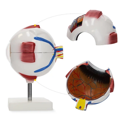 Model anatomiczny oka w powiększeniu 3D