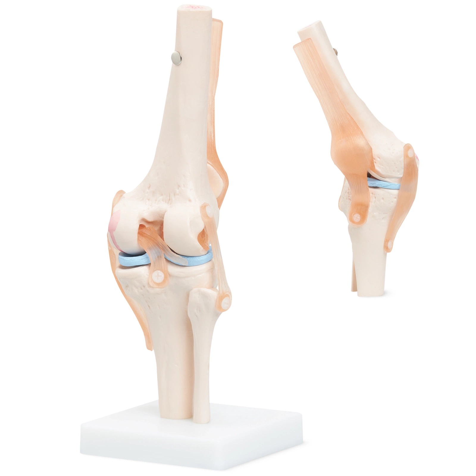 Anatomický model kolenního kloubu
