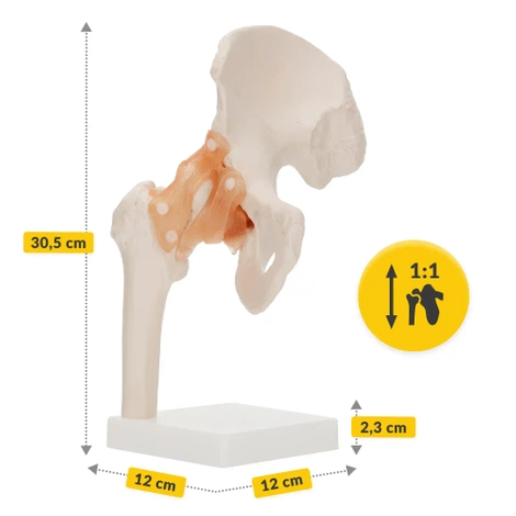 Model anatomiczny stawu biodrowego z więzadłami w skali 1:1