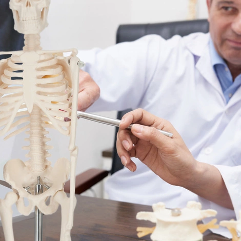 Szkielet człowieka 45 cm model anatomiczny