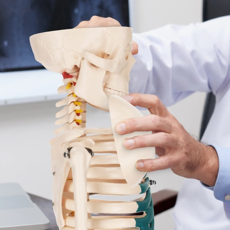 Szkielet człowieka 85 cm model anatomiczny