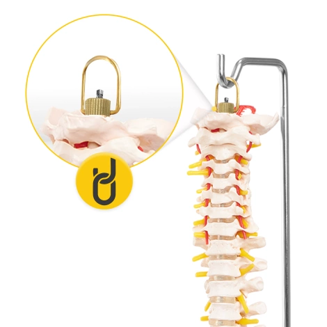 Kręgosłup człowieka model anatomiczny