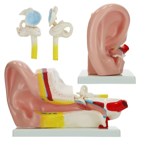 Powiększony anatomiczny model ucha w przekroju