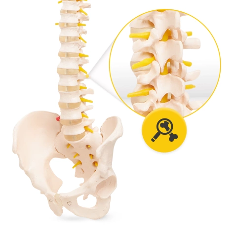 Kręgosłup człowieka z miednicą model anatomiczny