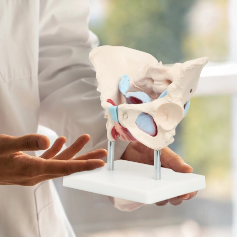 Miednica człowieka z mięśniami i narządami model anatomiczny