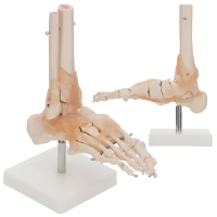 LIFE-SIZE FOOT JOINT WITH LIGAMENTS