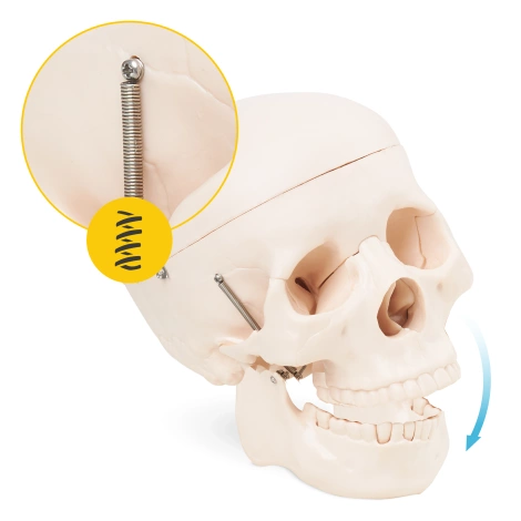 Model anatomiczny czaszka człowieka