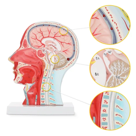 Model anatomiczny poprzecznego przekroju głowy człowieka w skali 1:1