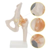 Model anatomiczny stawu biodrowego z więzadłami w skali 1:1