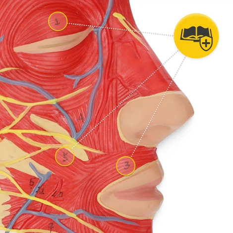 Model anatomiczny poprzecznego przekroju głowy człowieka w skali 1:1