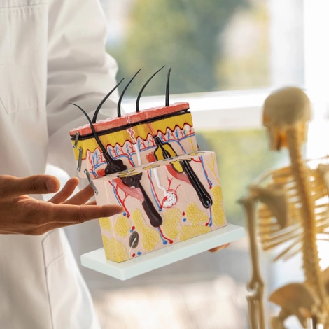Model anatomiczny skóry człowieka w przekroju