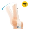 Staw kolanowy model anatomiczny