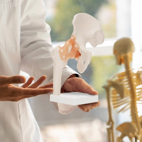 Model anatomiczny stawu biodrowego z więzadłami w skali 1:1