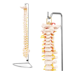 Kręgosłup człowieka model anatomiczny