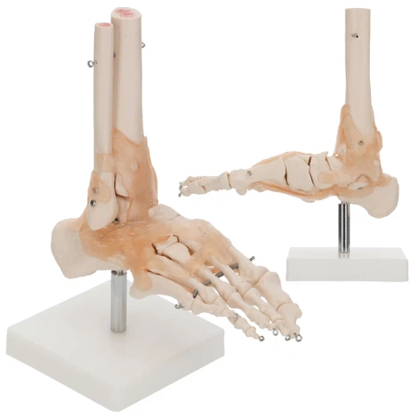 Model anatomiczny stawu skokowego z więzadłami w skali 1:1