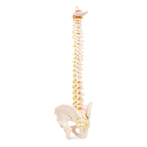 Kręgosłup człowieka z miednicą model anatomiczny