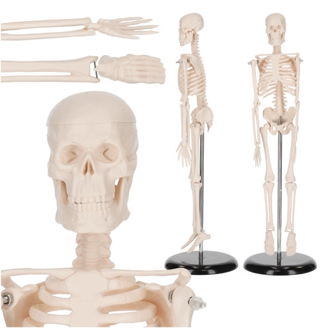 Szkielet człowieka 45 cm model anatomiczny