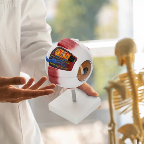 Model anatomiczny oka w powiększeniu 3D