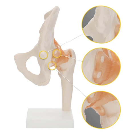 Model anatomiczny stawu biodrowego z więzadłami w skali 1:1