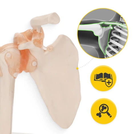 Model anatomiczny stawu barkowego z więzadłami w skali 1:1