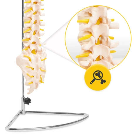Kręgosłup człowieka model anatomiczny
