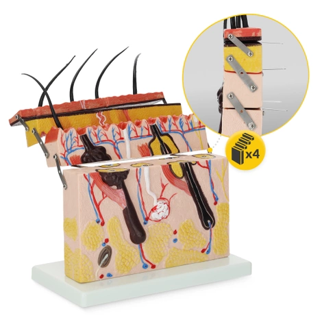 Model anatomiczny skóry człowieka w przekroju