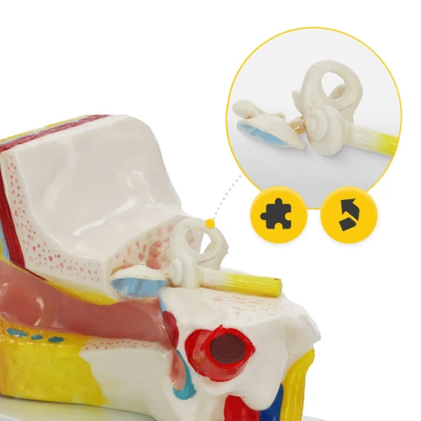 Model anatomiczny ucha w przekroju w skali 3:1