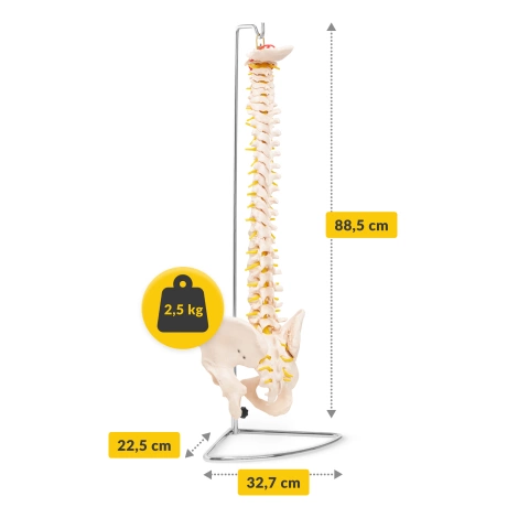 Kręgosłup człowieka z miednicą model anatomiczny